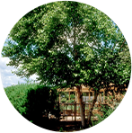 Betula Nigra